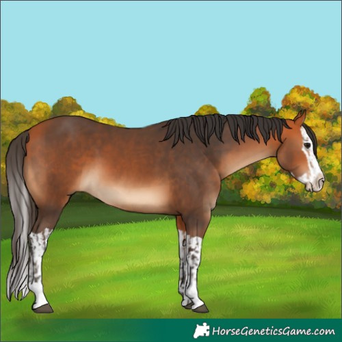 Horse Color:Bay  and Bay Splash 