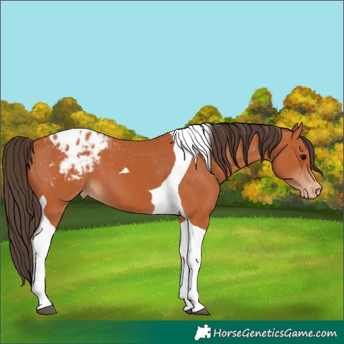 Horse Color:Bay Tobiano Blanket 