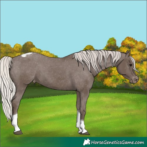Horse Color:Silver Black Tobiano Varnish