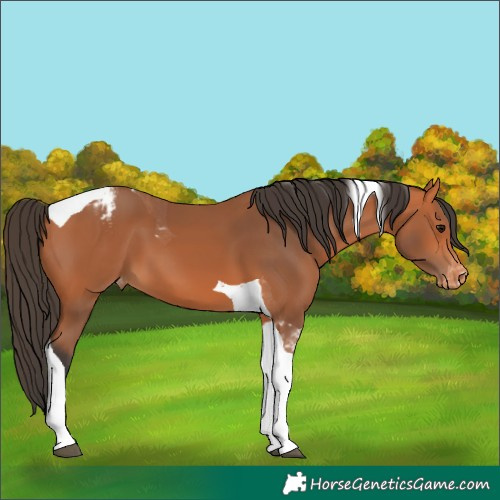 Horse Color:Bay Tobiano Varnish 