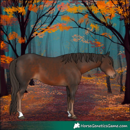 Horse Color:Liver Chestnut