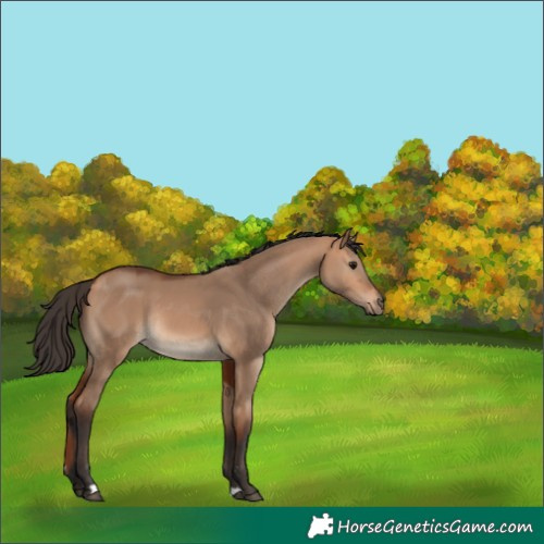 Horse Color:Bay Dun Rabicano