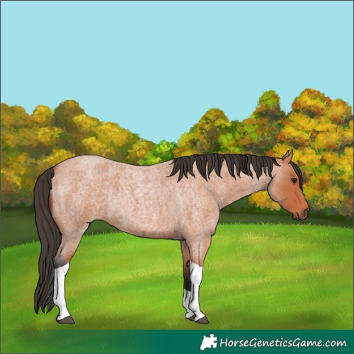 Horse Color:Bay Roan Tobiano 