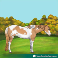 Horse Color:Chestnut Tobiano Frame