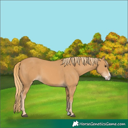 Horse Color:Chestnut Splash Appaloosa 
