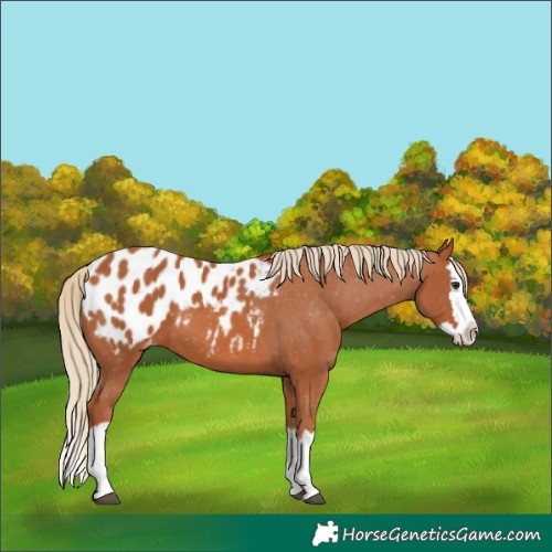 Horse Color:Chestnut Splash Appaloosa 