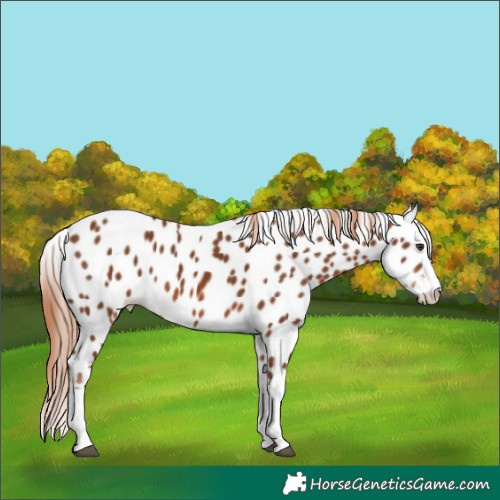 Horse Color:Chestnut Splash Appaloosa