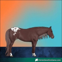 Horse Color:Chocolate Black Chinchilla Appaloosa 