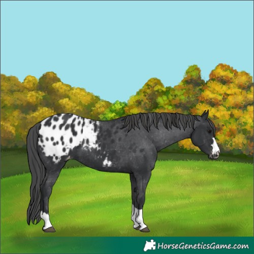 Horse Color:Black Appaloosa
