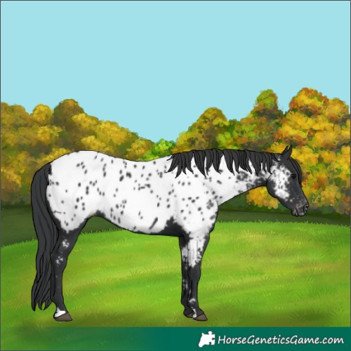 Horse Color:Black Appaloosa