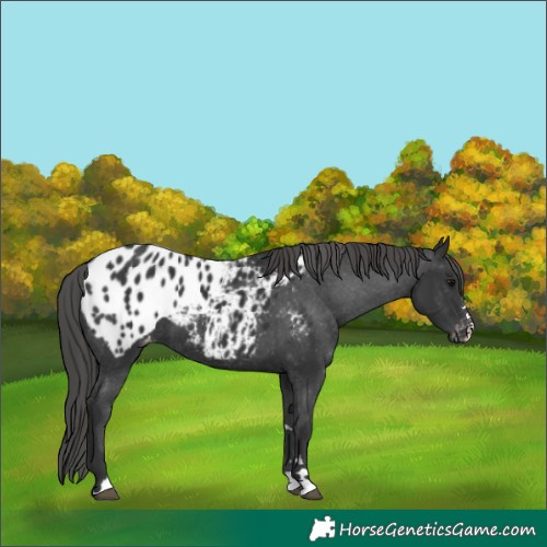 Horse Color:Black Appaloosa