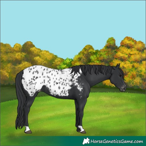 Horse Color:Black Appaloosa
