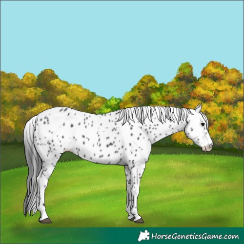 Horse Color:Black Appaloosa