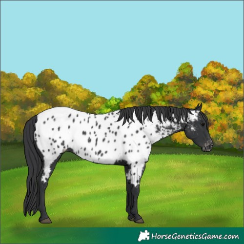 Horse Color:Black Appaloosa 