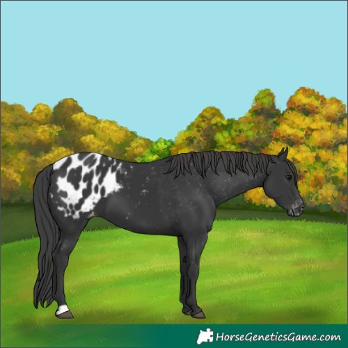 Horse Color:Black Appaloosa