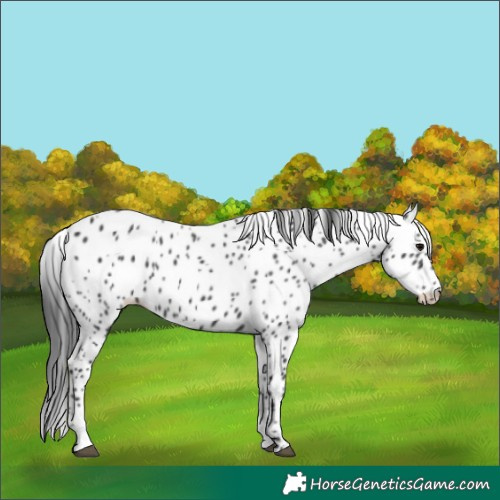 Horse Color:Black Appaloosa 