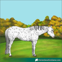Horse Color:Black Appaloosa 