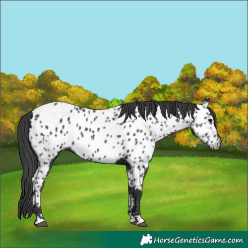 Horse Color:Black Appaloosa