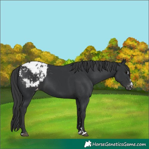 Horse Color:Black Appaloosa