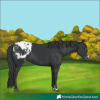 Horse Color:Black Blanket 