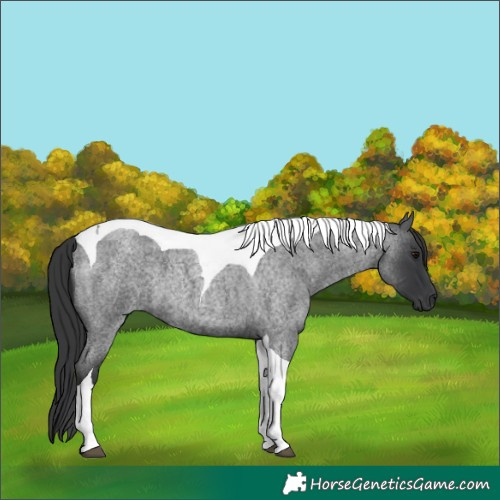 Horse Color:Blue Roan Tobiano