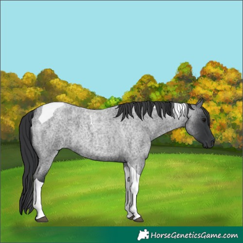 Horse Color:Blue Roan Tobiano
