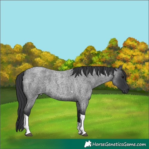 Horse Color:Blue Roan Tobiano 
