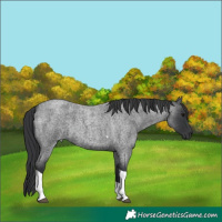 Horse Color:Blue Roan Tobiano 