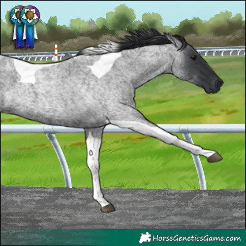 Horse Color:Blue Roan Tobiano