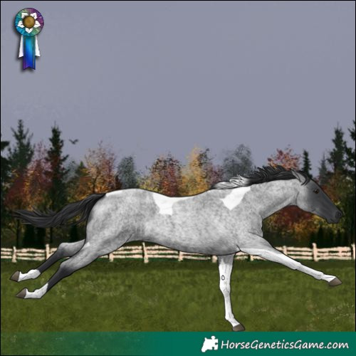 Horse Color:Blue Roan Tobiano
