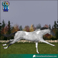 Horse Color:Blue Roan Tobiano