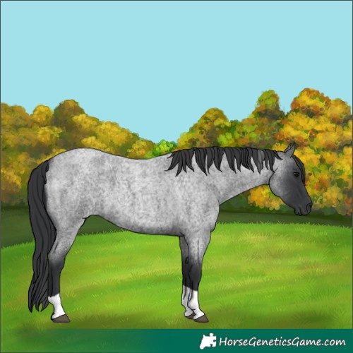 Horse Color:Blue Roan Tobiano
