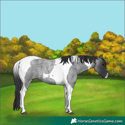 Horse Color:Blue Roan Tobiano 