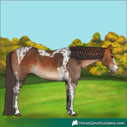 Horse Color:Bay and Bay Tobiano