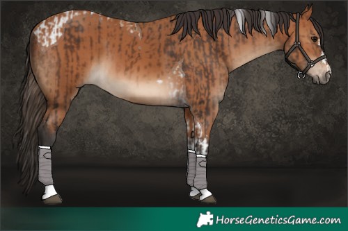 Horse Color:Brown Tobiano  and Bay 