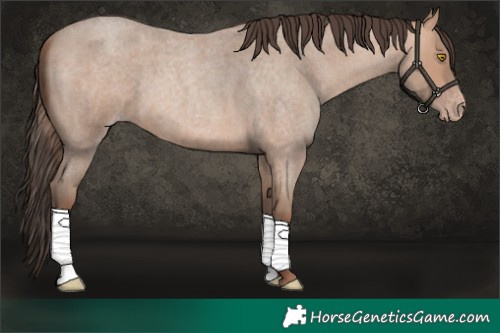 Horse Color:Amber Champagne Roan