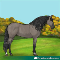 Horse Color:Grullo 