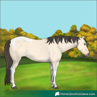 Horse Color:Buckskin Dun Tobiano