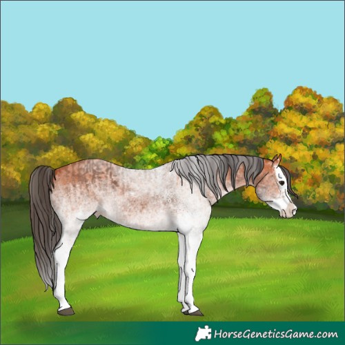 Horse Color:White Spotted Bay Splash and White Spotted Bay Splash