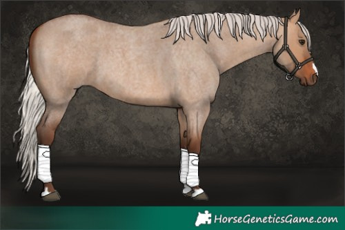 Horse Color:Silver Bay Roan Dun 