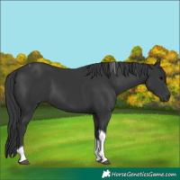 Horse Color:Black Tobiano