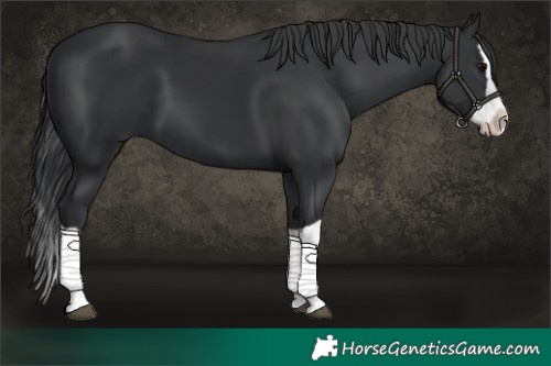 Horse Color:Black Splash 