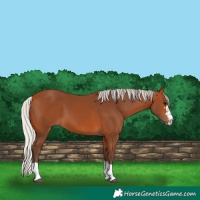 Horse Color:Silver Bay