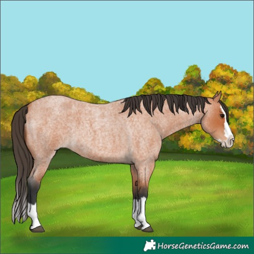 Horse Color:Bay Roan Splash