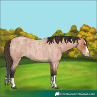 Horse Color:Bay Roan Splash
