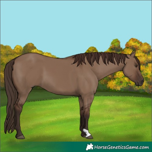Horse Color:Liver Red Dun