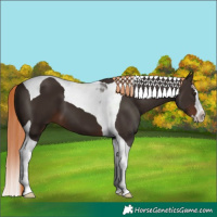 Horse Color:Liver Chestnut Splash Tobiano 