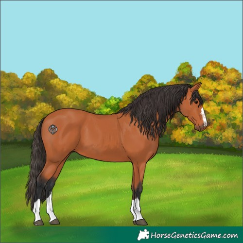 Horse Color:Unknown 