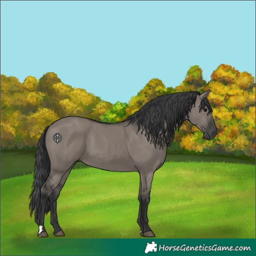 Horse Color:Unknown 