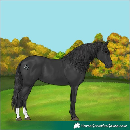 Horse Color:Unknown 